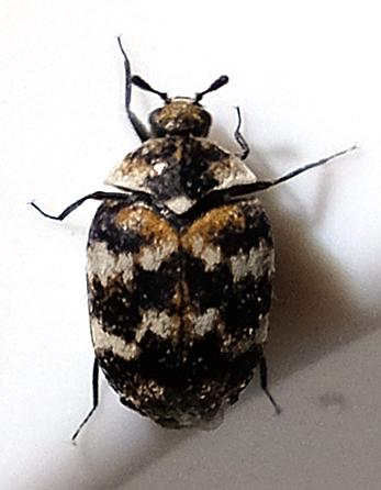 Réf. 336 867 : Anthrenus sp.